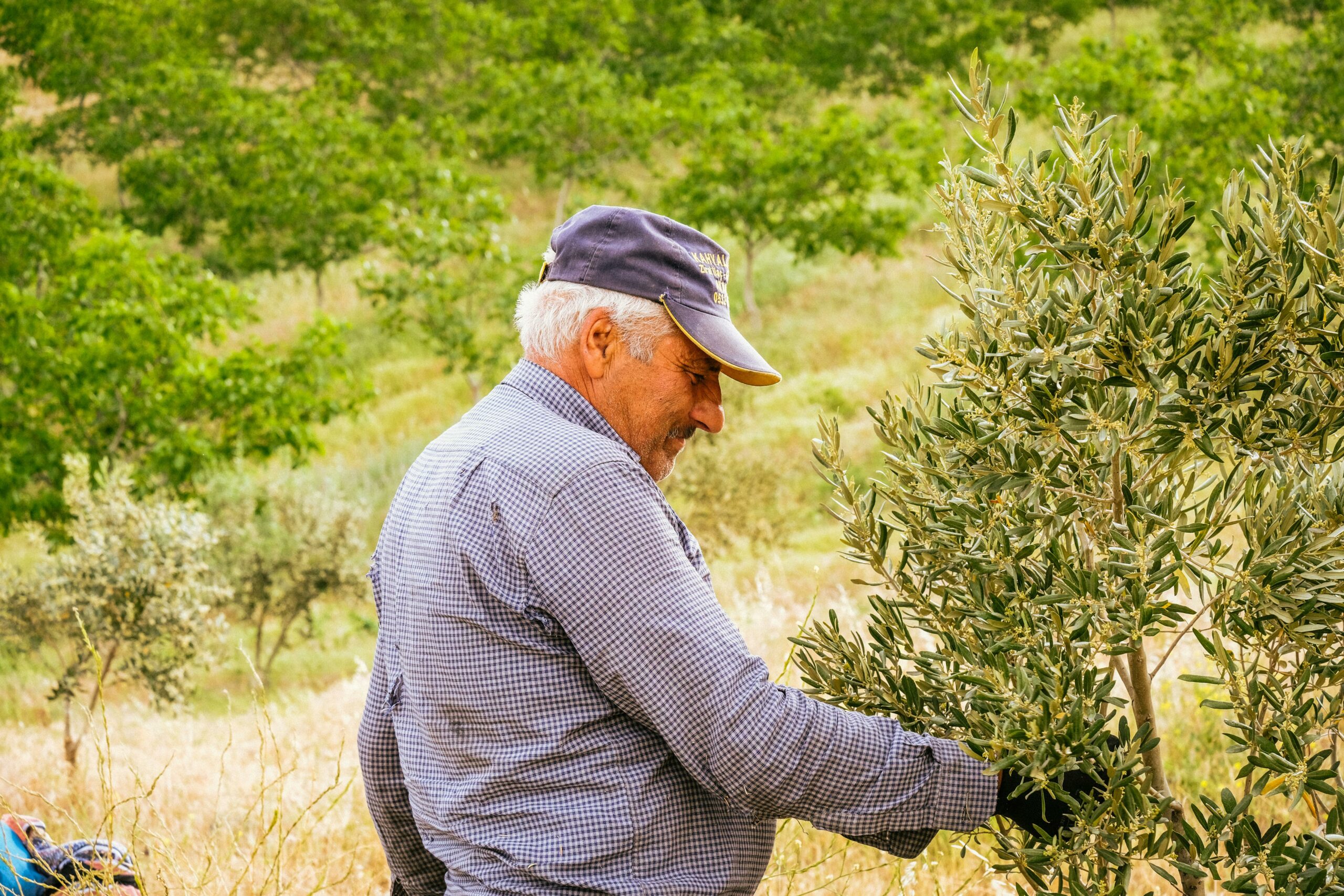 Famiglia Russo - Maître Oléiculteur Sapora